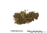 藏品(卷柏苔)的圖片